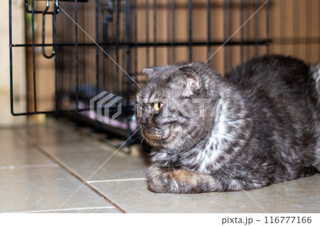A cat is peacefully resting on the ground near a cage A cat is peacefully resting on the ground near a cage 116777166