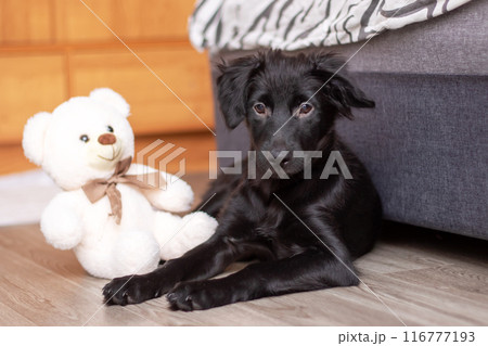 A black dog plays with a white bear on the ground 116777193