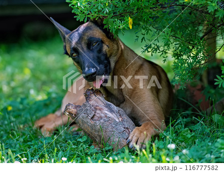 Belgian shepherd puppy malinois playing with wooden log 116777582