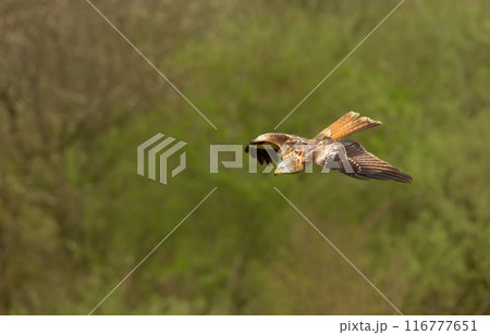 Red kite in flight against colourful background 116777651