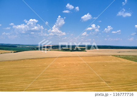 Aerial landscape view of yellow cultivated agricultural field with dry straw of cut down wheat after harvesting Aerial landscape view of yellow cultivated agricultural field with dry straw of cut down wheat after harvesting 116777716
