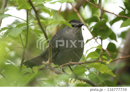 A Gray Catbird bird perched on a tree branch in summer Florida shrubs 116777739