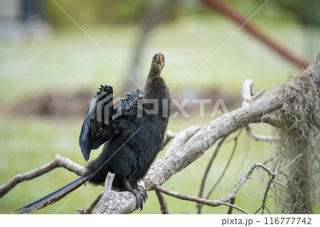 A big anhinga bird resting on tree branch in Florida wetlands 116777742