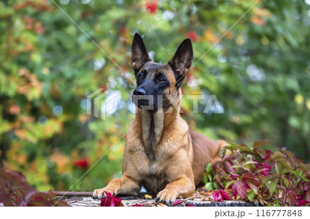 Portrait of a young belgian shepherd malinois on a background of autumn foliage and grape leaves Portrait of a young belgian shepherd malinois on a background of autumn foliage and grape leaves 116777848