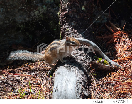 Funny chipmunk on a the trunk of a tree in the shade Funny chipmunk on a the trunk of a tree in the shade 116777866