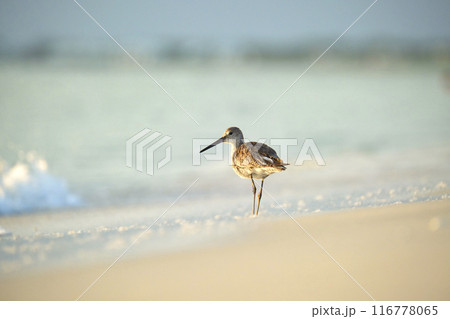 Large-Billed Dowitcher wild sea bird looking for food on seaside in summer Large-Billed Dowitcher wild sea bird looking for food on seaside in summer 116778065