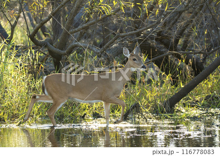 Key Deer in natural habitat in Florida state park Key Deer in natural habitat in Florida state park 116778083