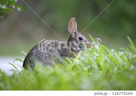Grey small hare eating grass on summer field. Wild rabbit in nature Grey small hare eating grass on summer field. Wild rabbit in nature 116778164