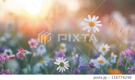 Sunset Over Wildflowers 116778298