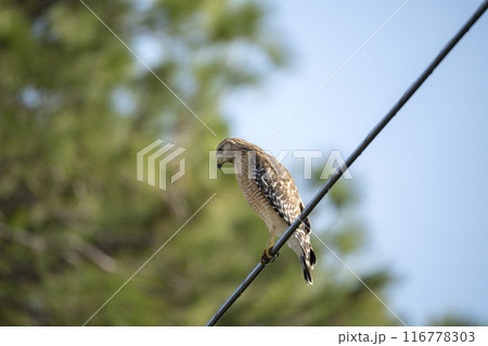 The red-shouldered hawk bird perching on electric cable looking for prey to hunt 116778303