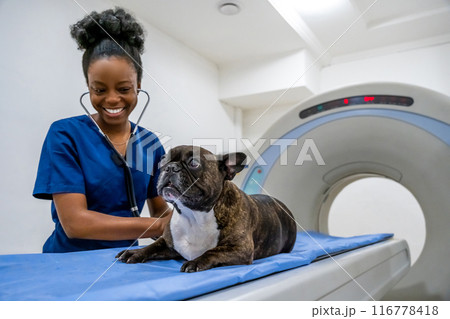 Dark-skinned veterinarian examining a dog before having MRI procedure Dark-skinned veterinarian examining a dog before having MRI procedure 116778418