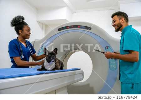 Doctor preparing a dog for having a medical procedure on MRI Doctor preparing a dog for having a medical procedure on MRI 116778424