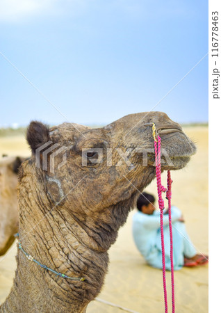 Side view image of Camel with indian guide sitting watching desert in background Side view image of Camel with indian guide sitting watching desert in background 116778463