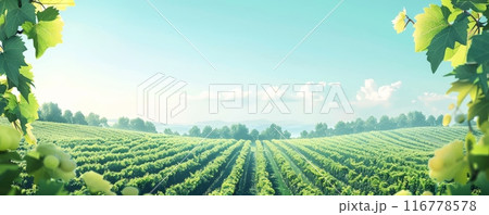 Expansive vineyard under a clear blue sky with lush green foliage in a minimalist landscape 116778578