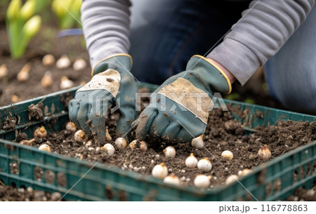 Planting Bulbs in a Garden Bed 116778863