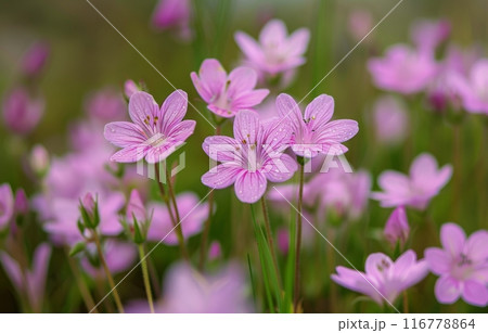 Pink Wildflowers in Bloom 116778864