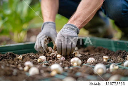 Planting Bulbs in a Garden Bed 116778866