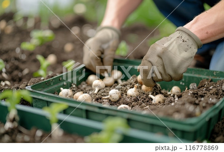 Planting Bulbs in a Garden Bed 116778869