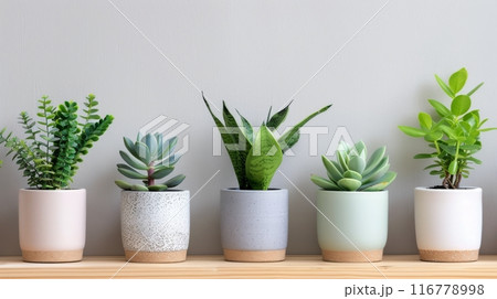 Succulents and Plants On Shelf Succulents and Plants On Shelf 116778998