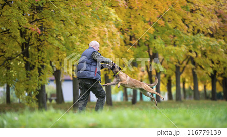 Middle-aged man plays with a Belgian Shepherd Malinois in an autumn park 116779139