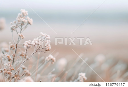 Frosty Field in Winter 116779457