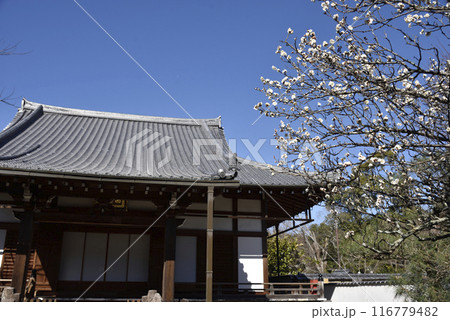 白梅と西雲院(金戒光明寺 塔頭) 白梅と西雲院(金戒光明寺 塔頭) 116779482
