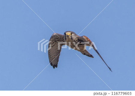 飛翔するチョウゲンボウ 116779603