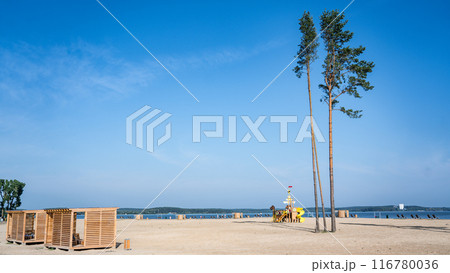 Tall fir trees on the beach next to the playground 116780036