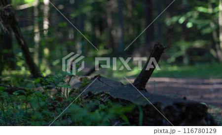 An old, rotten log lies along a forest path 116780129
