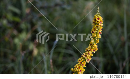 The flower is a black mullein growing in thick grass. Verbascum nigrum 116780134