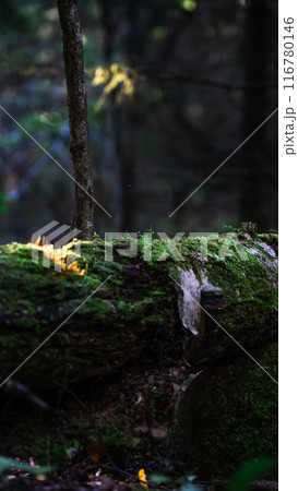 Morning sunlight falls on an old log covered with moss Morning sunlight falls on an old log covered with moss 116780146