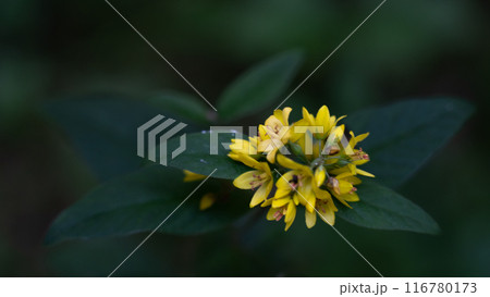 Lysimachia vulgaris growing in the old forest Lysimachia vulgaris growing in the old forest 116780173