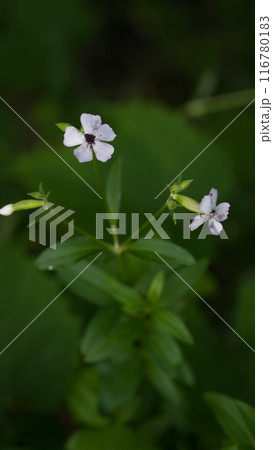 Basil-leaved soapweed growing in dense grass Basil-leaved soapweed growing in dense grass 116780183