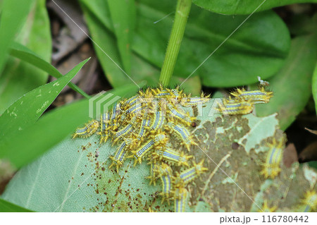 葉の裏につく青い線を持つイラガの幼虫群 葉の裏につく青い線を持つイラガの幼虫群 116780442