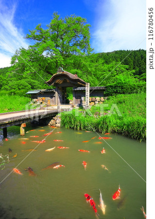 【福井県】晴天の一乗谷朝倉氏遺跡(朝倉館跡) 【福井県】晴天の一乗谷朝倉氏遺跡(朝倉館跡) 116780456