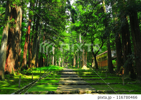 【福井県】平泉寺白山神社の参道 【福井県】平泉寺白山神社の参道 116780466