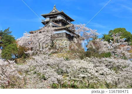 【福井県】快晴の丸岡城と満開の桜（現存12天守） 116780471