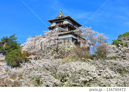 【福井県】快晴の丸岡城と満開の桜(現存12天守) 【福井県】快晴の丸岡城と満開の桜(現存12天守) 116780472