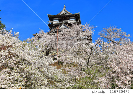 【福井県】快晴の丸岡城と満開の桜（現存12天守） 116780473