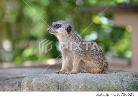 ミーアキャット ミーアキャット 116780629