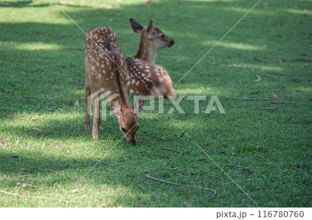 奈良公園の鹿　 116780760