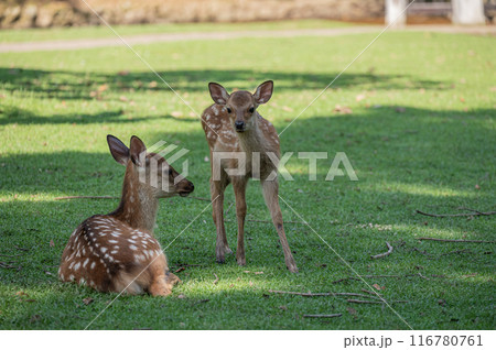 奈良公園の鹿　 116780761