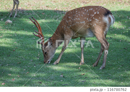 奈良公園の鹿　 116780762