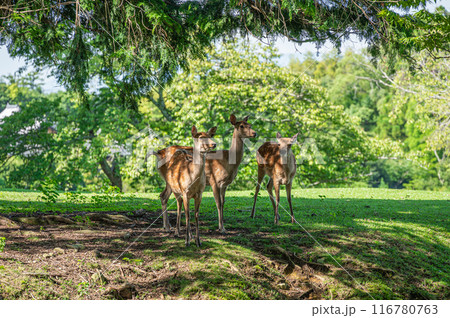 奈良公園の鹿　 116780763