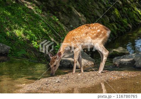 小川の水を飲む鹿　 116780765