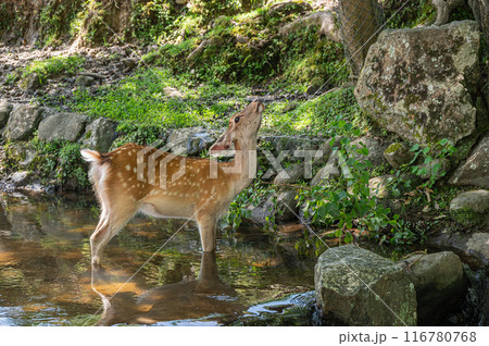 小川で涼む鹿 小川で涼む鹿 116780768