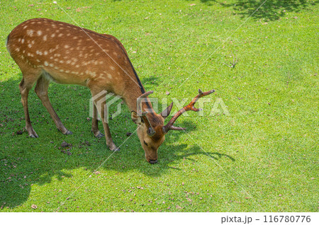若草山山麓の鹿 116780776
