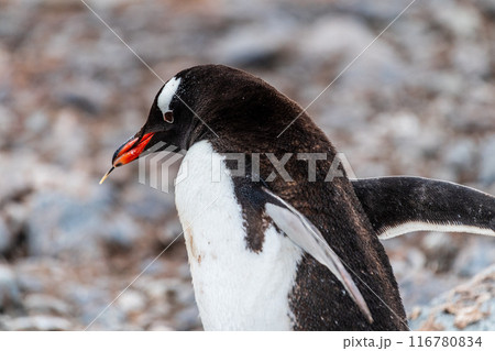 Gentoo Penguin colony on Cuverville island 116780834