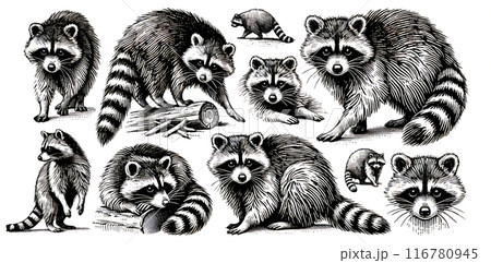 ビンテージスタイルのアライグマのイラストセット／白黒の手描きスケッチ 116780945