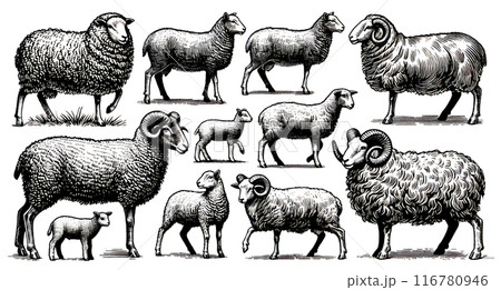 ヴィンテージスタイルの羊・子羊のイラストセット／白黒の手描きスケッチ 116780946